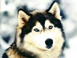 alaskan malamute
